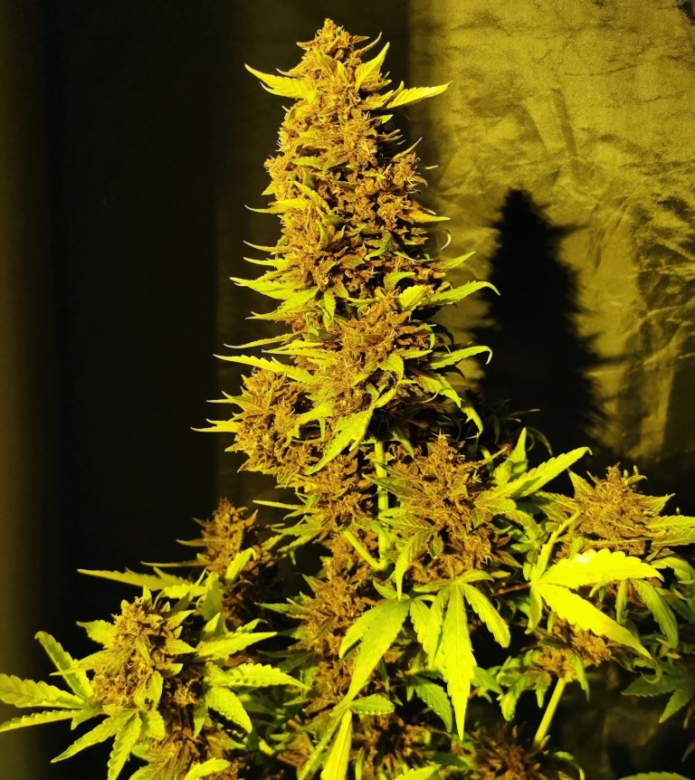 Auto Purple CBD od Cannapio